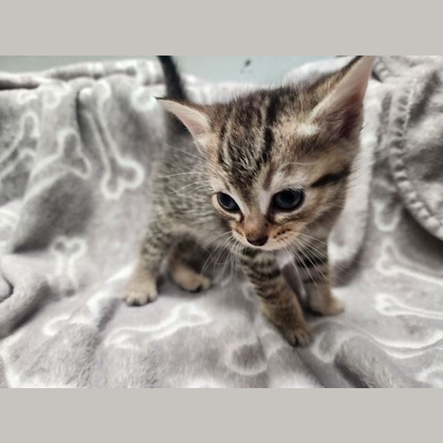 Photo of Cupid 🦌🎄❤