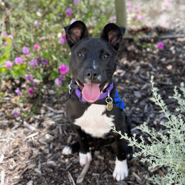 Photo of Deputy Dawg