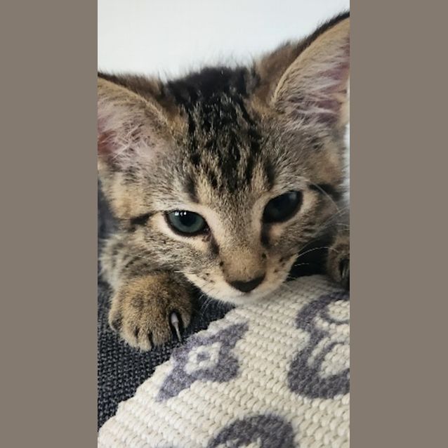 Photo of Pumpkin