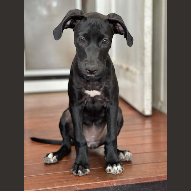 Photo of Roselle