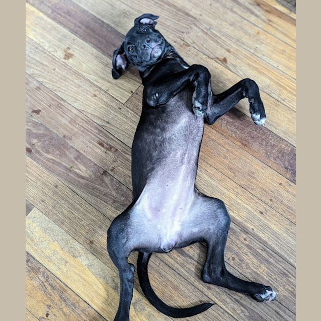 Photo of Roselle