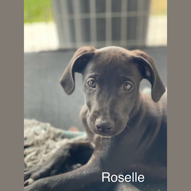 Photo of Roselle
