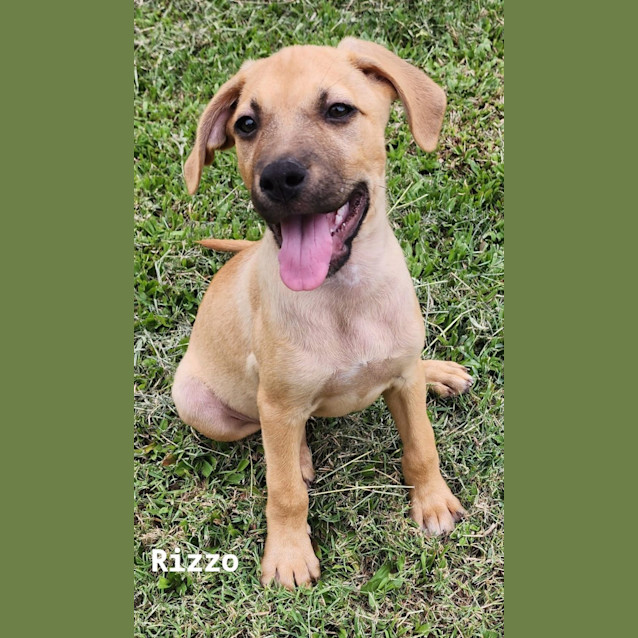 Photo of Rizzo