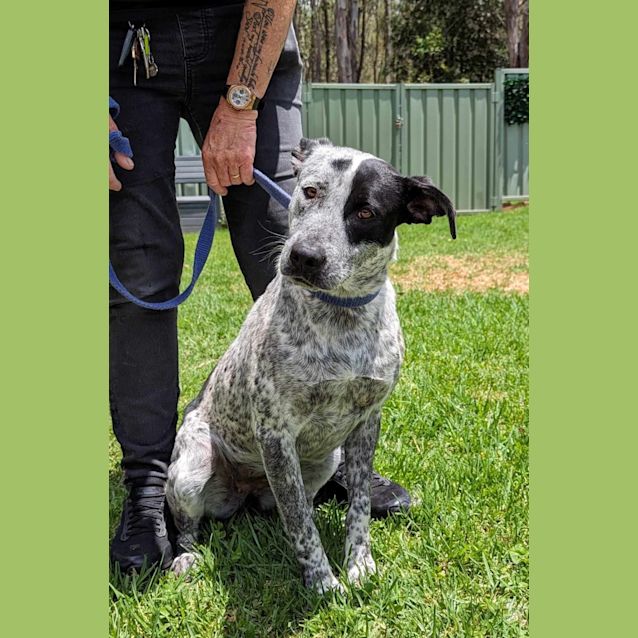 Photo of Allie & Dixie