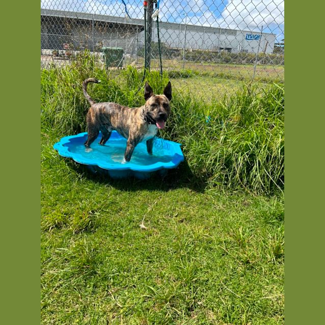 Photo of Hank (59658)