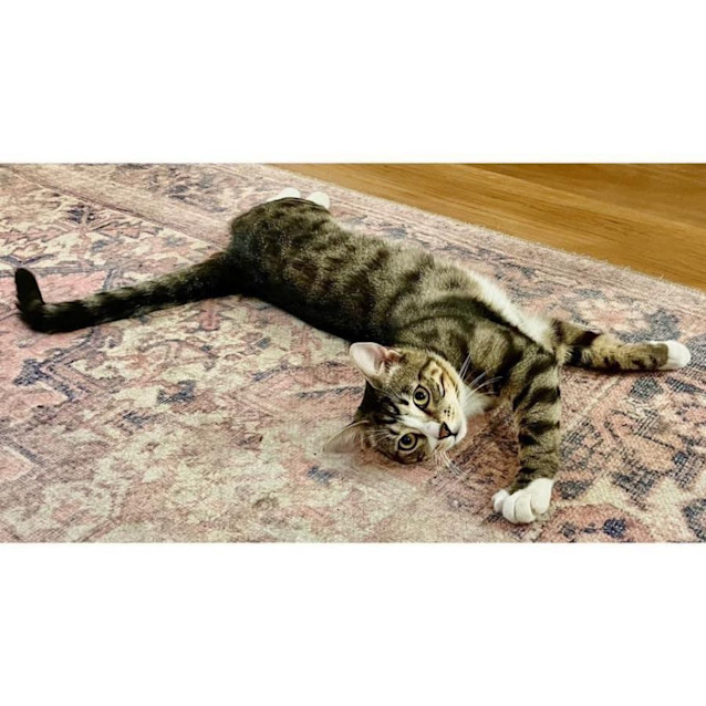 Photo of 9550   Falkor