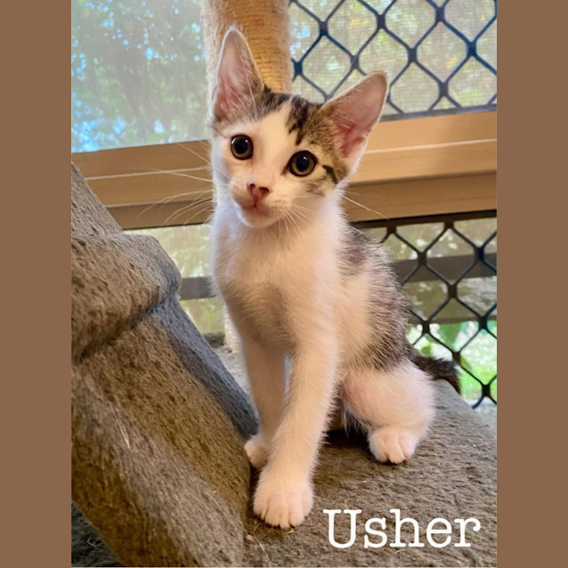 Photo of Usher