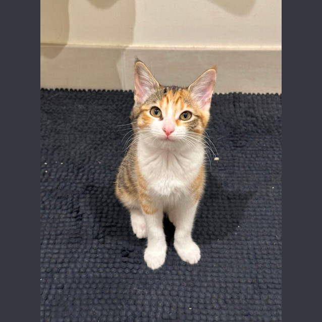 Photo of Harriet 👑