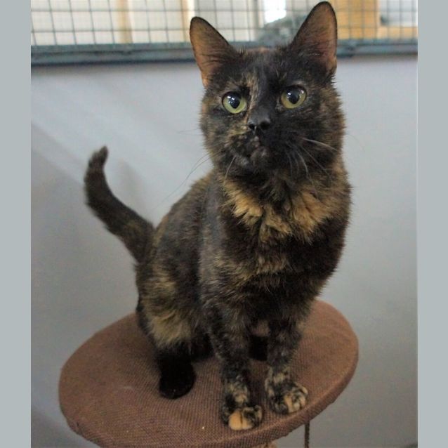 Photo of Artemis