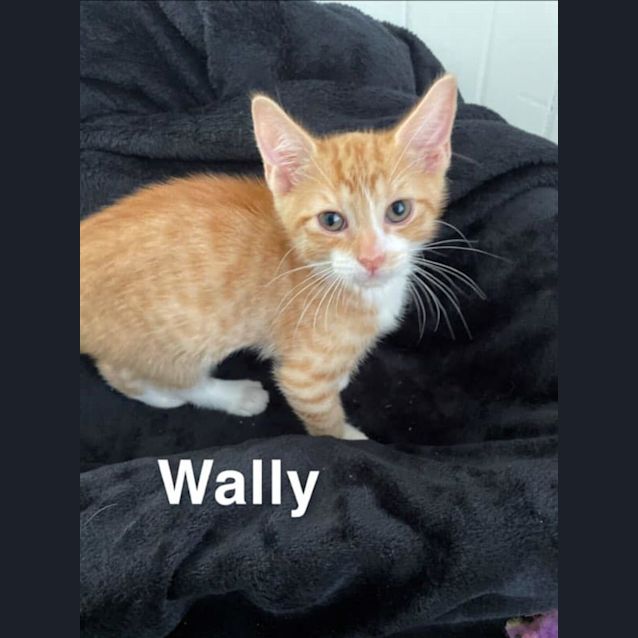 Photo of Wally