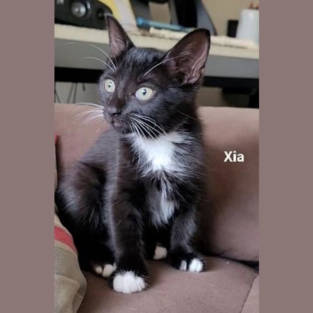 Photo of Xia