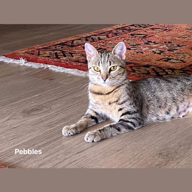 Photo of Pebbles