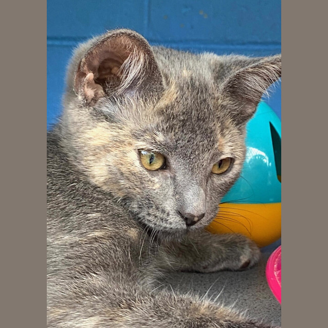 Photo of Goose