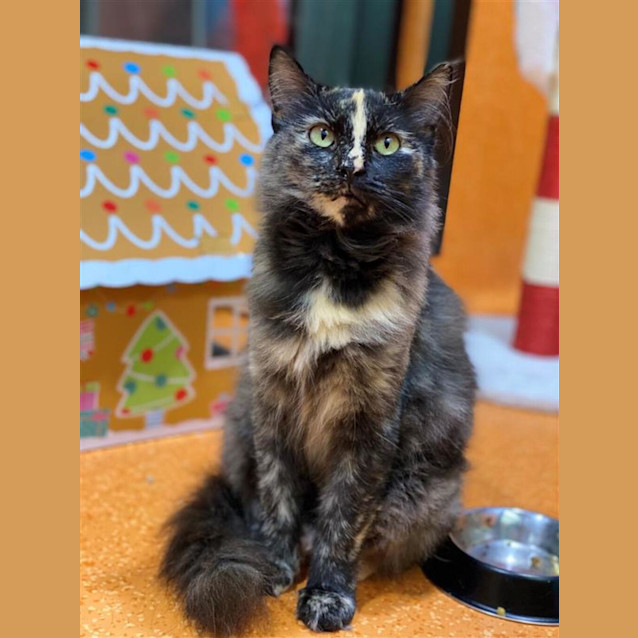 Photo of Bandit