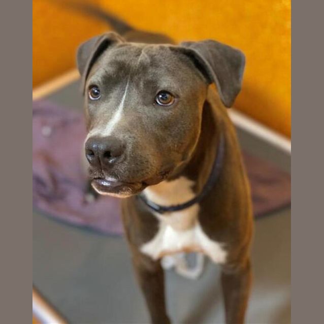 Photo of Smokey