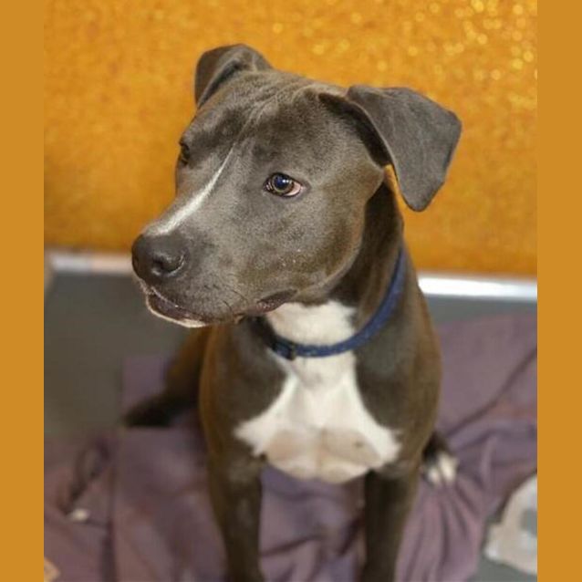 Photo of Smokey
