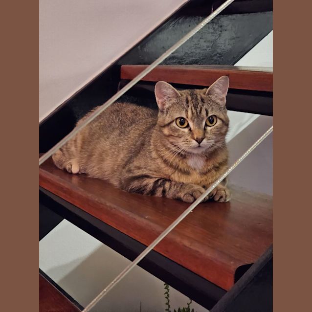 Photo of Lyla