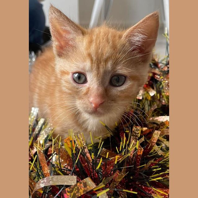 Photo of Cinnamon & Pumpkin 💙💙