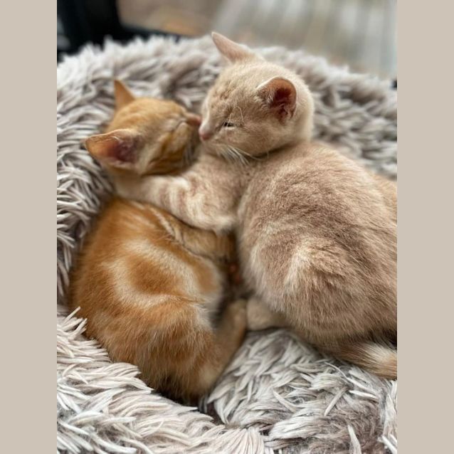 Photo of Cinnamon & Pumpkin 💙💙
