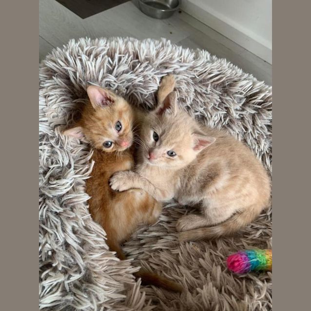 Photo of Cinnamon & Pumpkin 💙💙