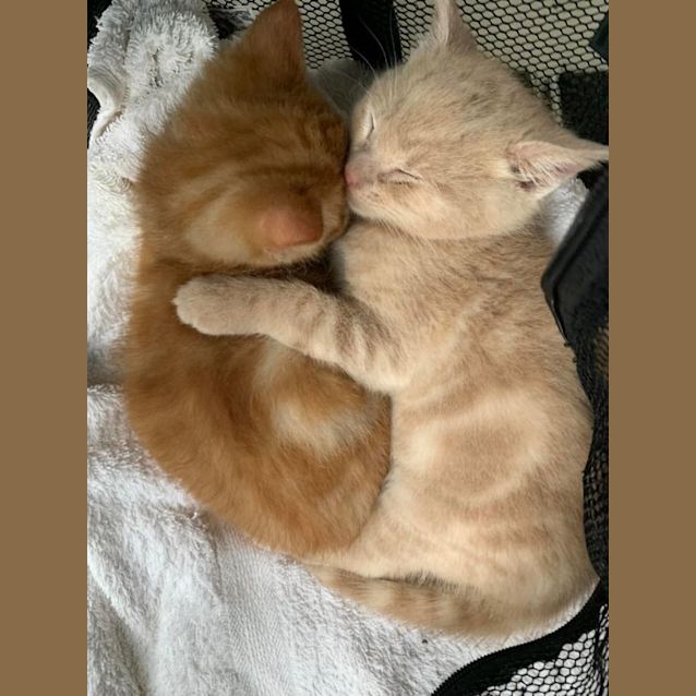 Photo of Cinnamon & Pumpkin 💙💙