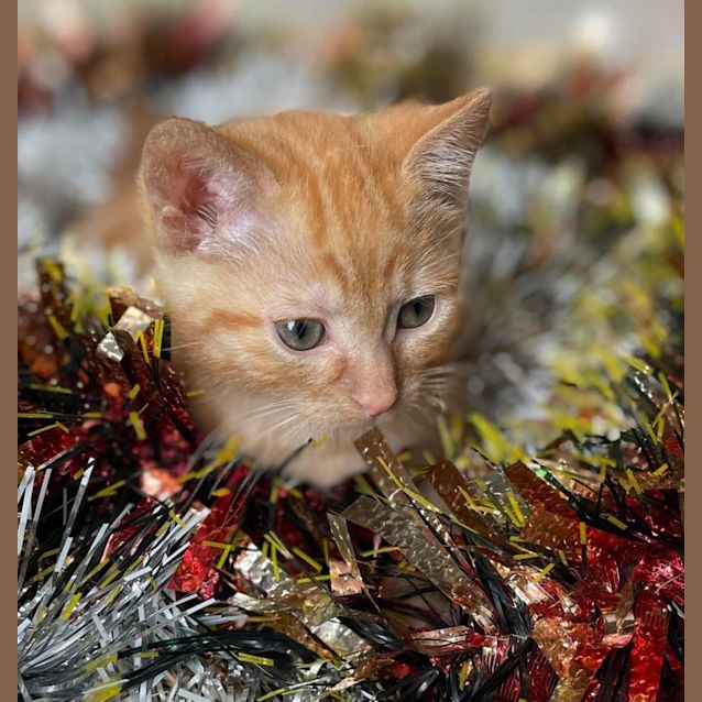 Photo of Cinnamon & Pumpkin 💙💙