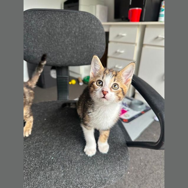 Photo of Elara & Comet 🌺🌠