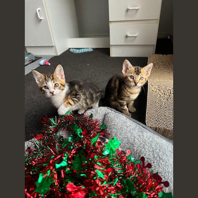 Photo of Elara & Comet 🌺🌠