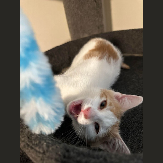 Photo of Princess Fergie