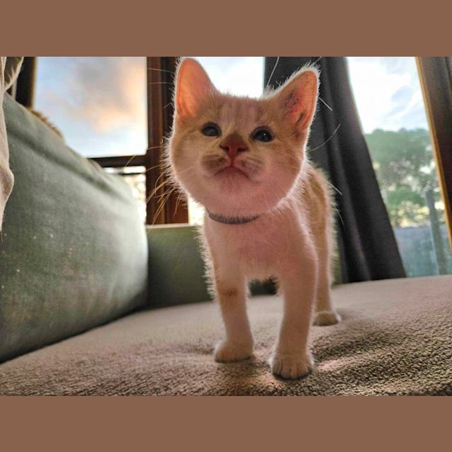 Photo of Princess Diana