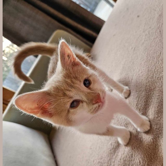 Photo of Princess Diana