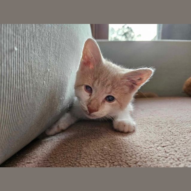 Photo of Princess Diana