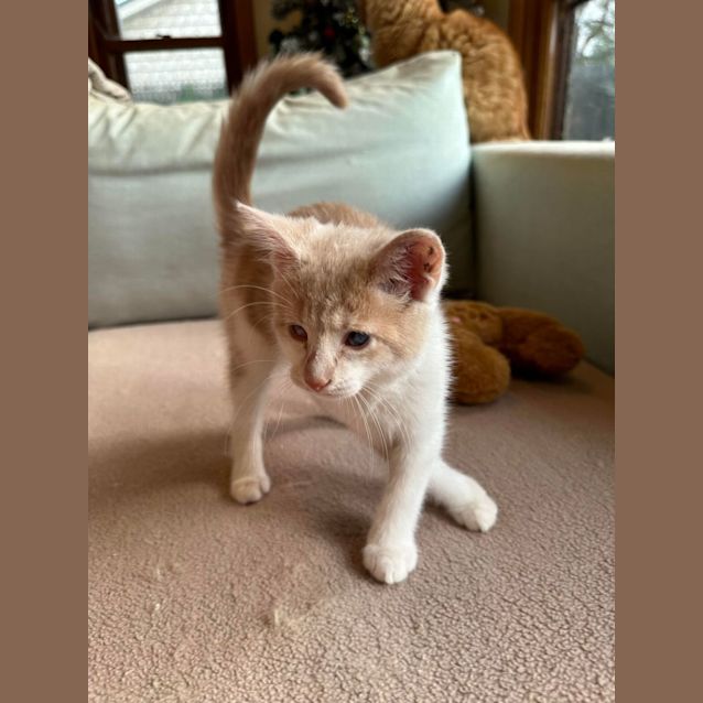 Photo of Princess Diana