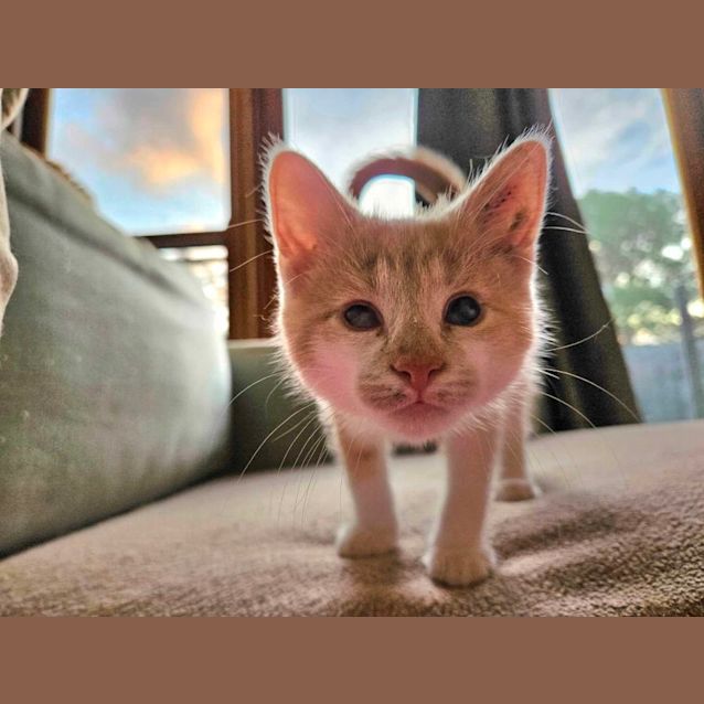 Photo of Princess Diana