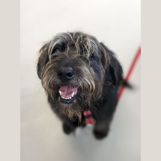 Photo of 🍕 Woody C04731 🍕