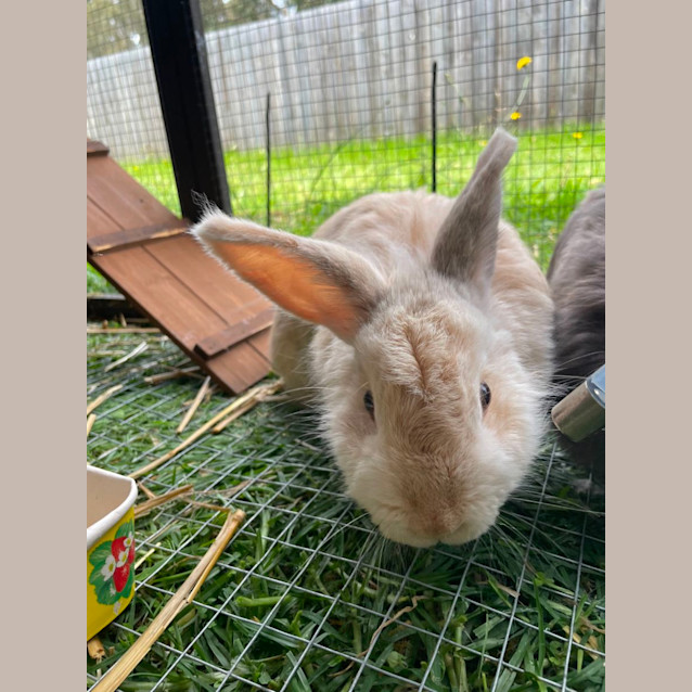 Photo of 🐰 Poppy Stk145 🐰