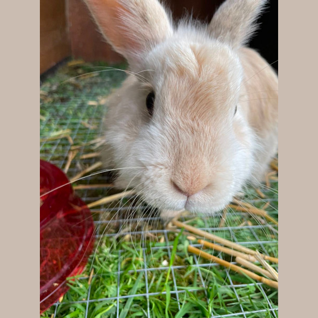 Photo of 🐰 Poppy Stk145 🐰