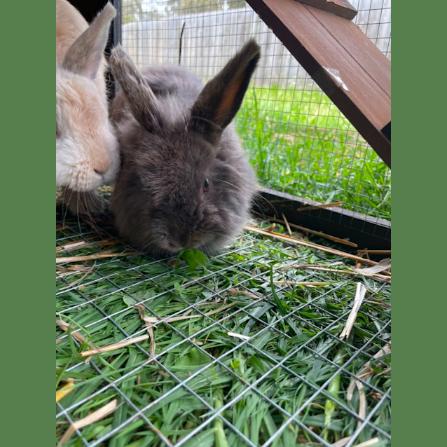 Photo of 🐰 Paige Stk146 🐰