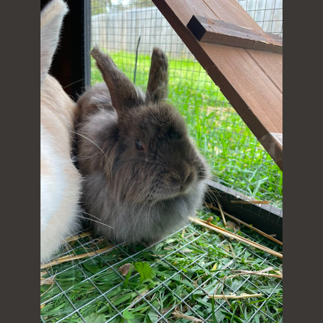 Photo of 🐰 Paige Stk146 🐰