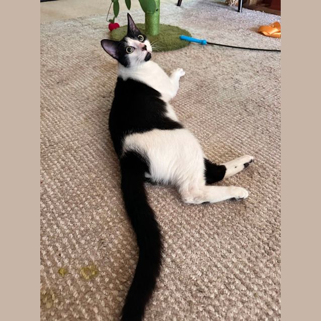 Photo of Oreo