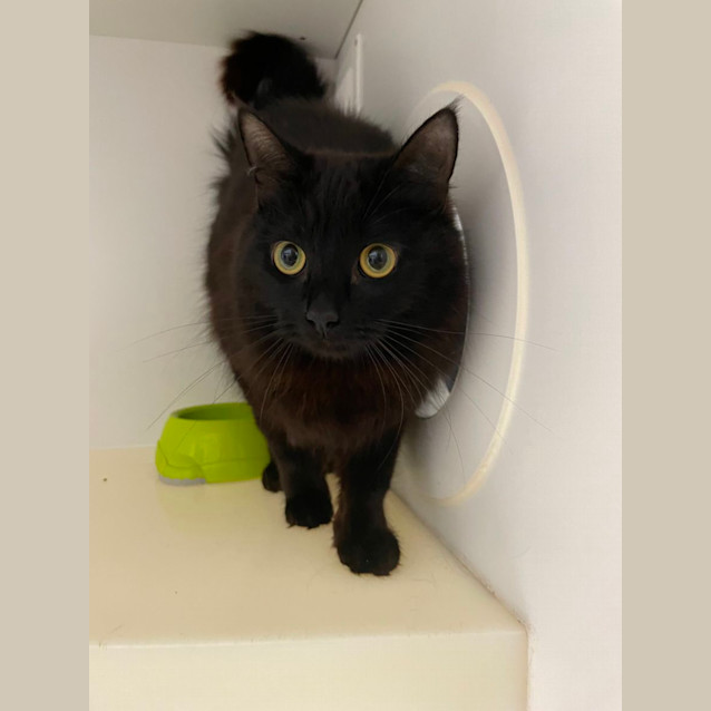 Photo of 💐 Nova F02680 💐