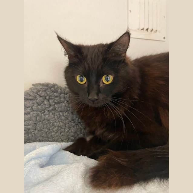 Photo of 💐 Nova F02680 💐