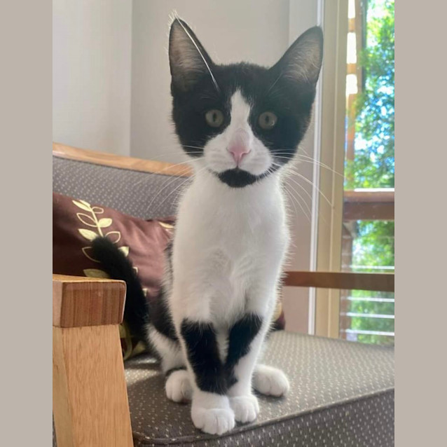 Photo of ❤️ Ringo ❤️