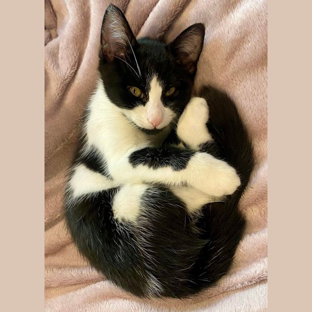 Photo of ❤️ Ringo ❤️