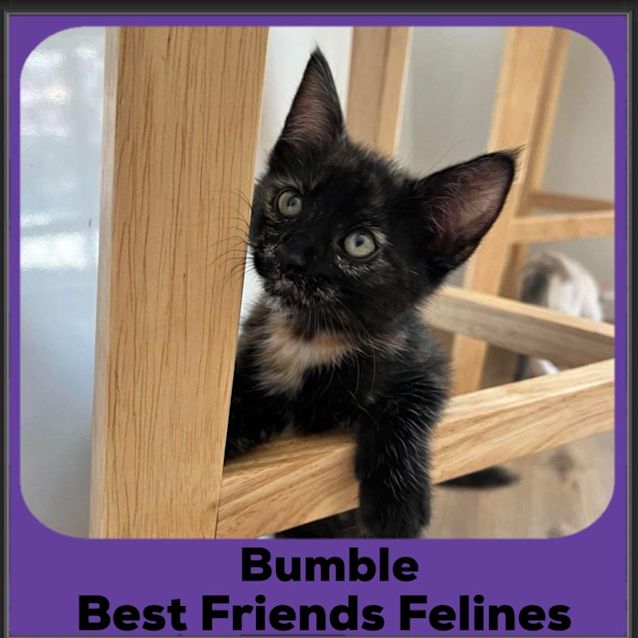 Photo of Bumble