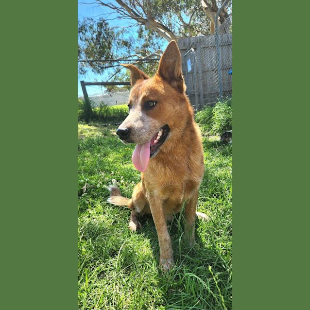 Photo of 🧩 Morgan C04725 🧩