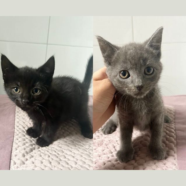 Photo of Wolf & Bombay