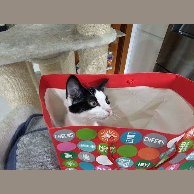 Photo of Ollie