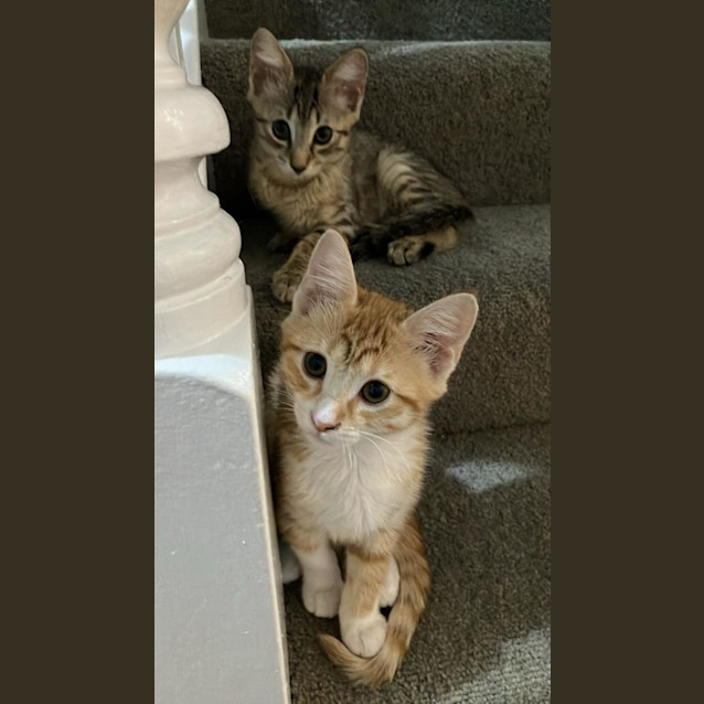 Photo of Ginny Aka Gin Gin