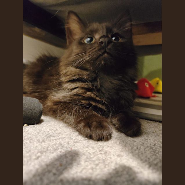 Photo of Hot Chips & Pizza